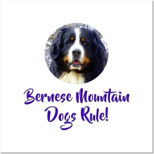 Bernese Mountain Dogs Rule! Posters and Art